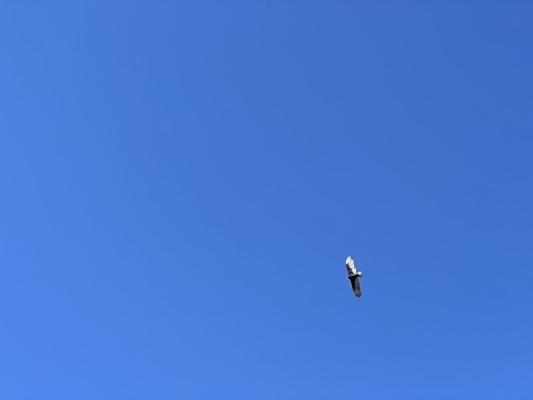 Vulture against the blue sky
