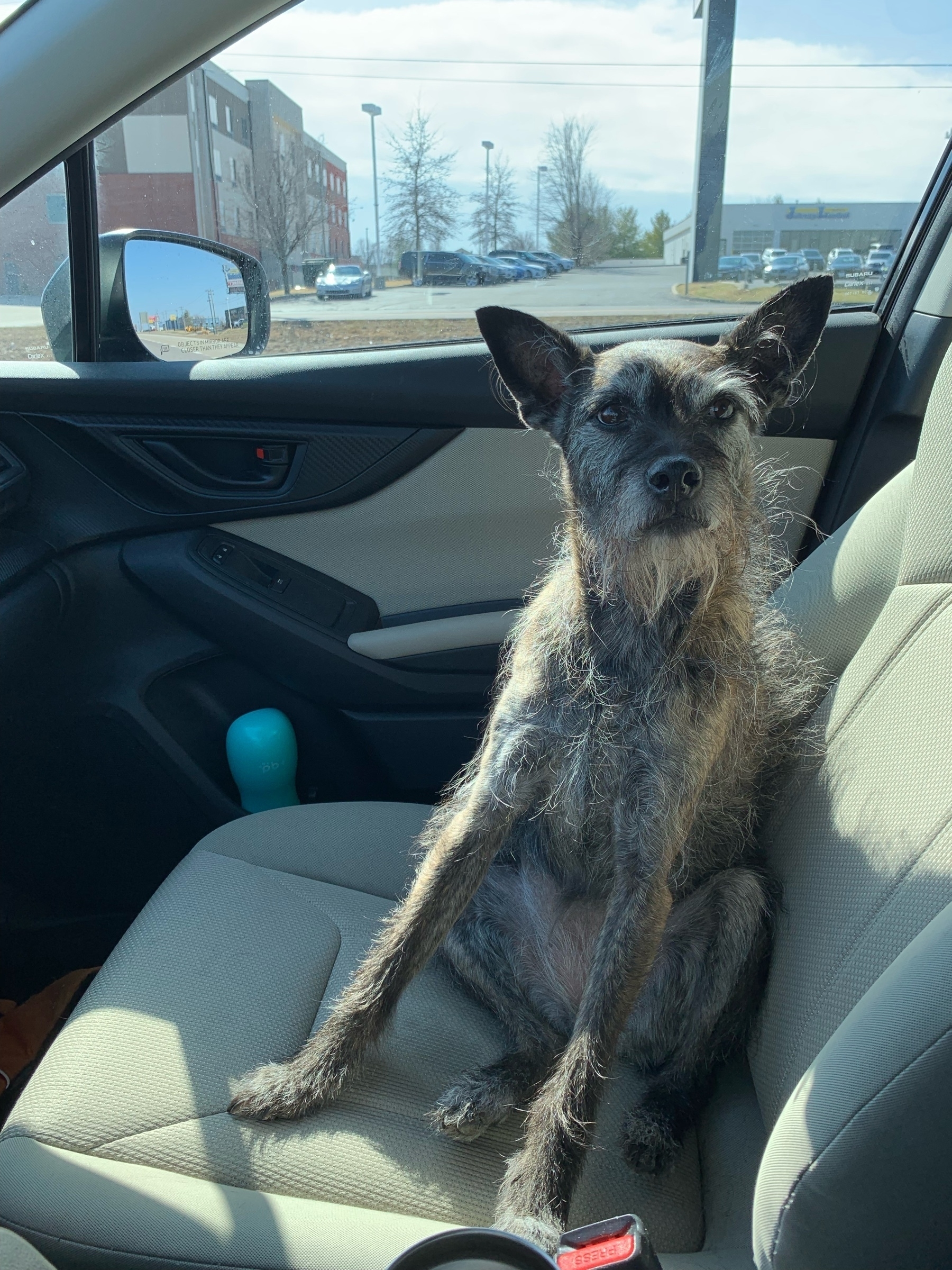my dog Wednesday sitting on her butt facing towards the drivers seat in the front seat of my car